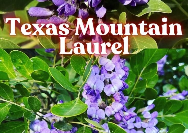 Texas Mountain Laurel