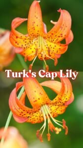 Turk's Cap Lily