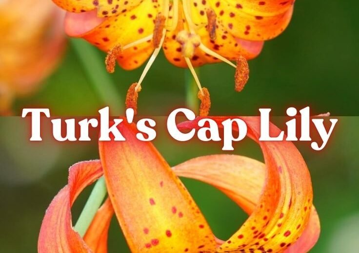 Turk's Cap Lily