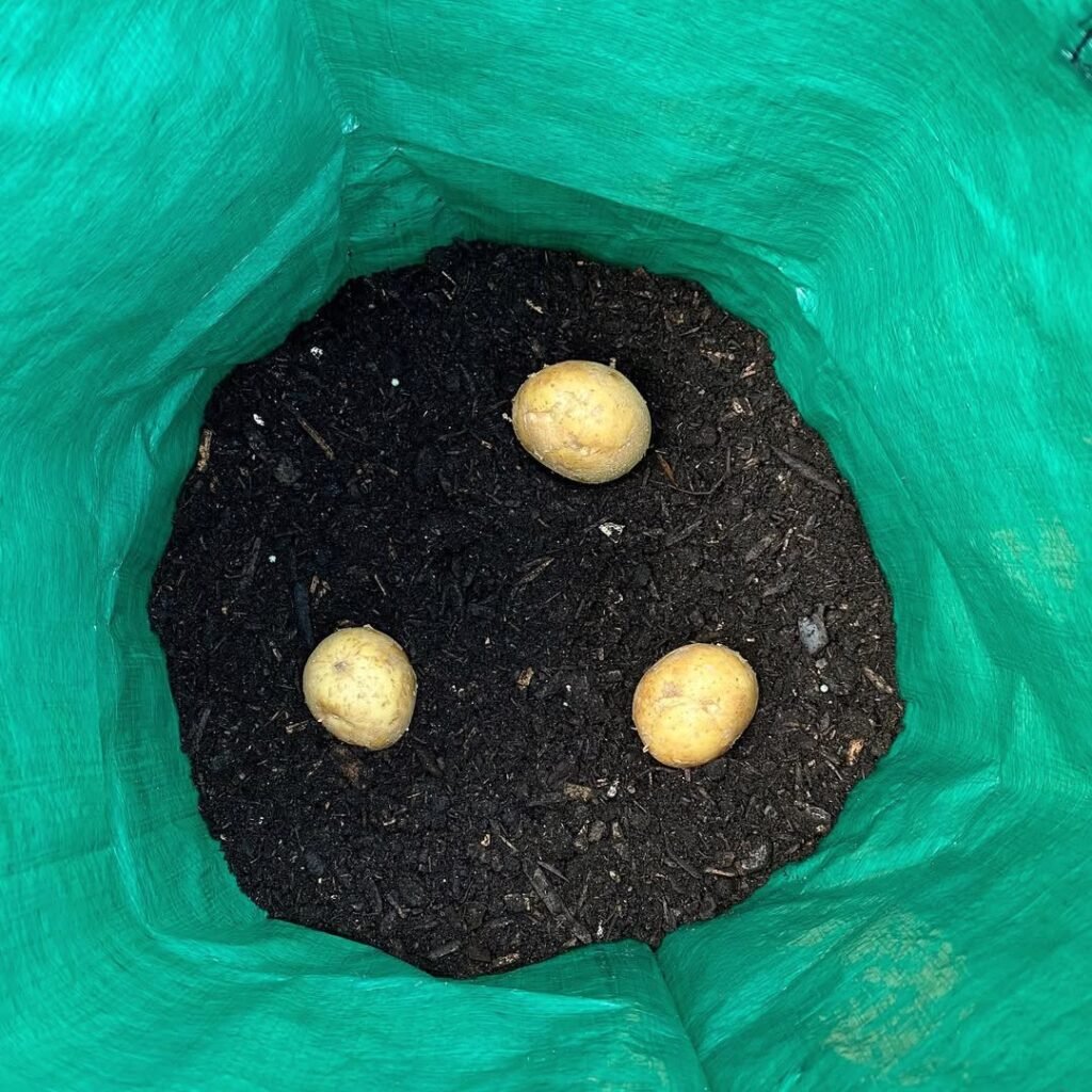 Why I Love Planting Potatoes in Bags