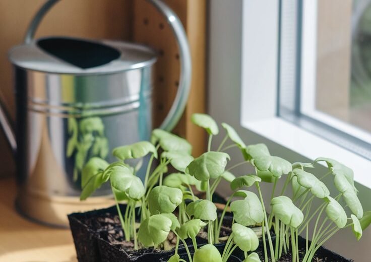 When Starting Seeds Indoors: A Comprehensive Guide for Beginners