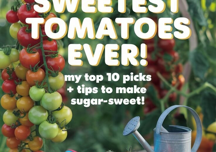 Discover the Top 10 Sweetest Tomatoes to Grow in Your Garden