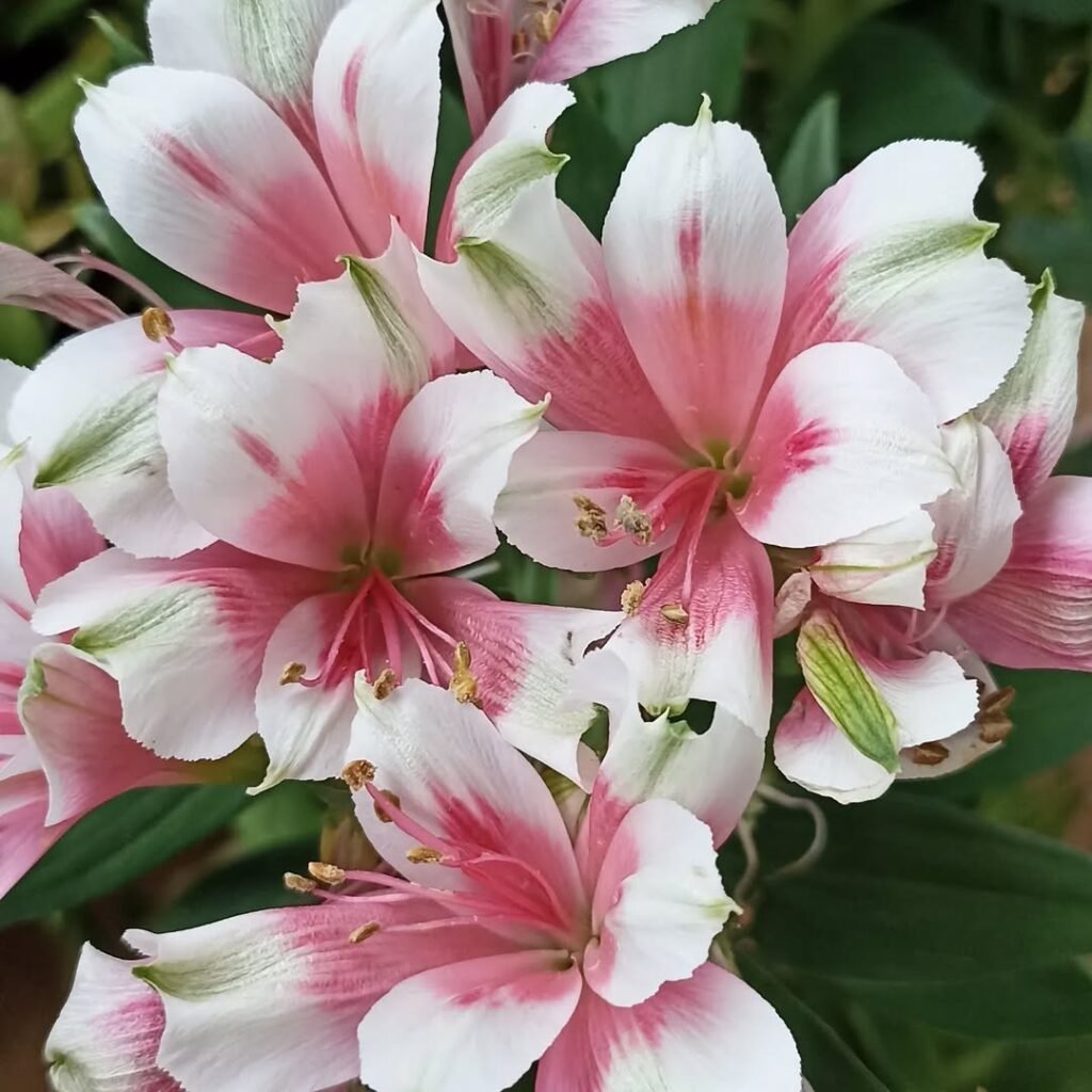 Alstroemeria