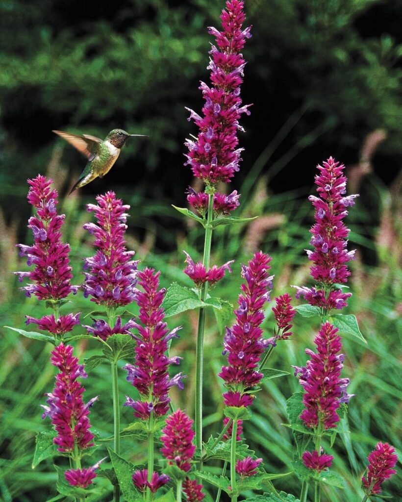 hummingbird mint plants (Agastache)