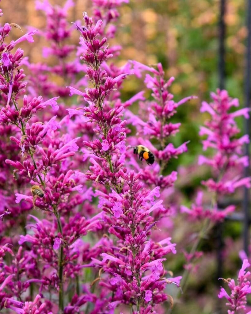 hummingbird mint plants (Agastache)