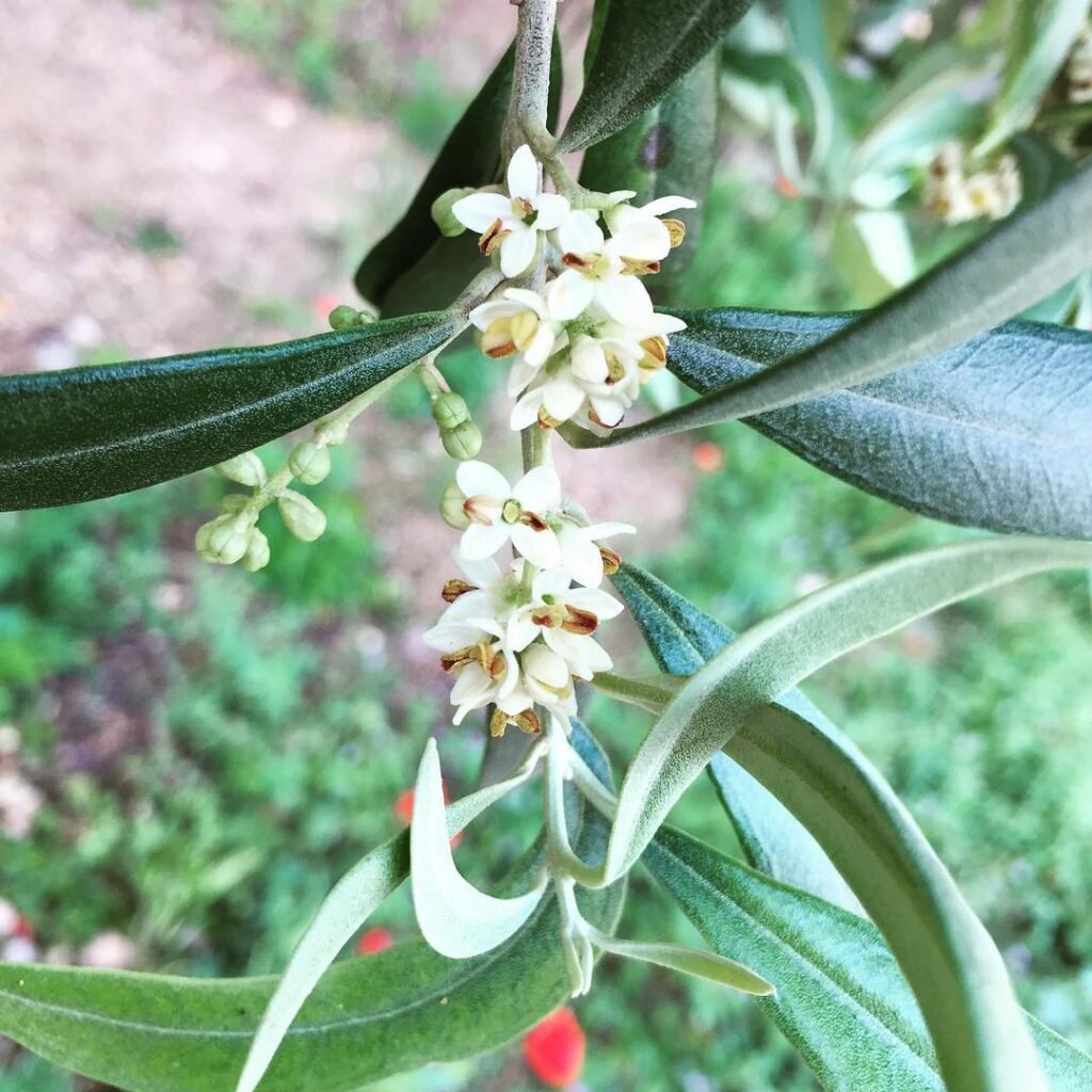 olivetreeflowers