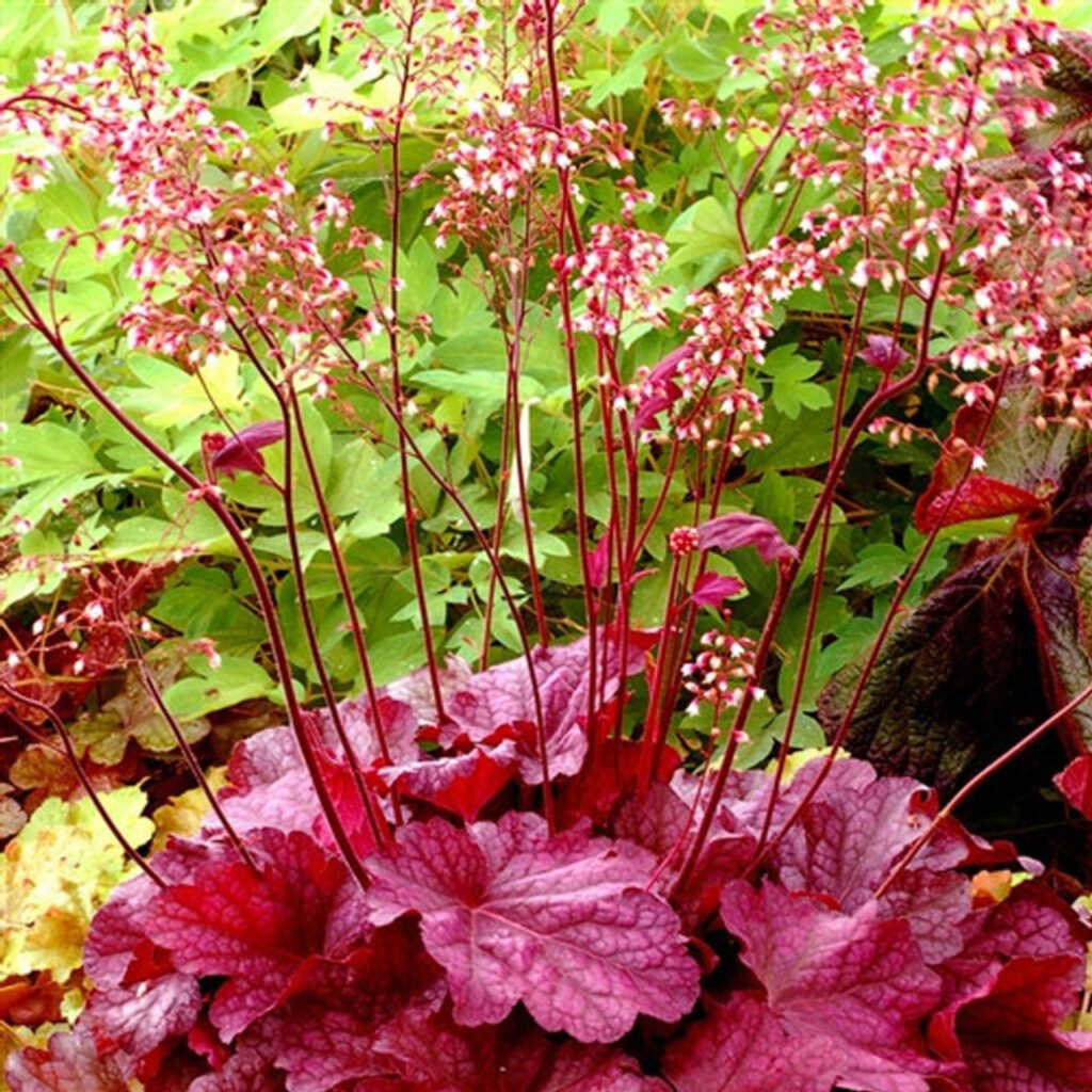 Coral Bells (‘Berry Smoothie’)