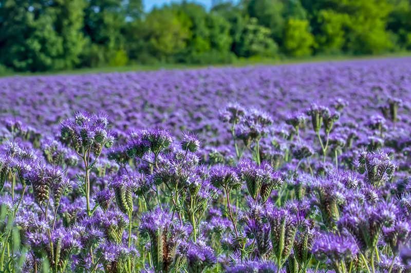 Borage