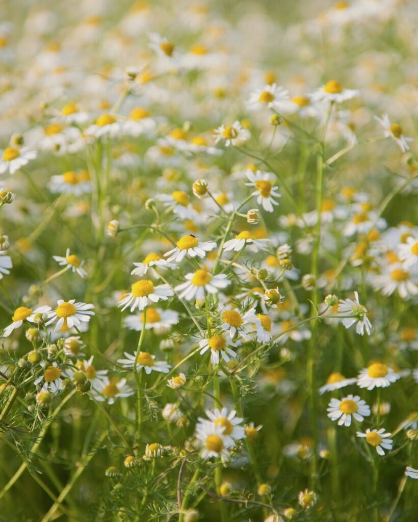Chamomile (Matricaria chamomilla)
