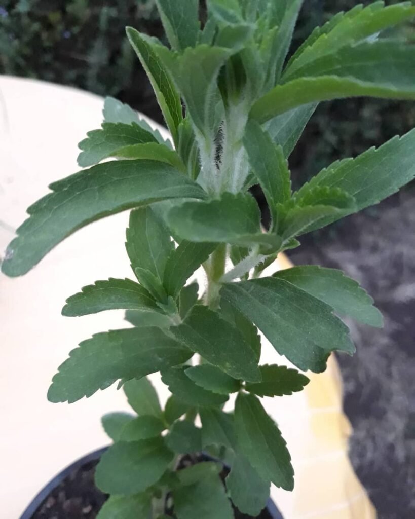 Stevia rebaudiana