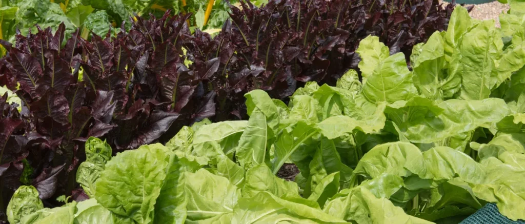 Lettuce & Spinach