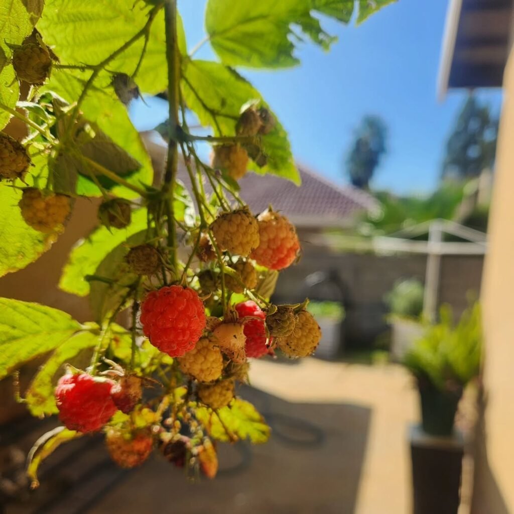 Raspberries