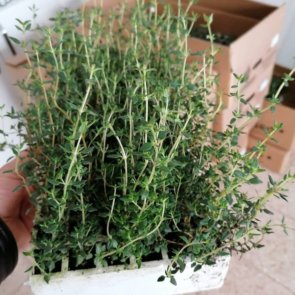 Thymus vulgaris