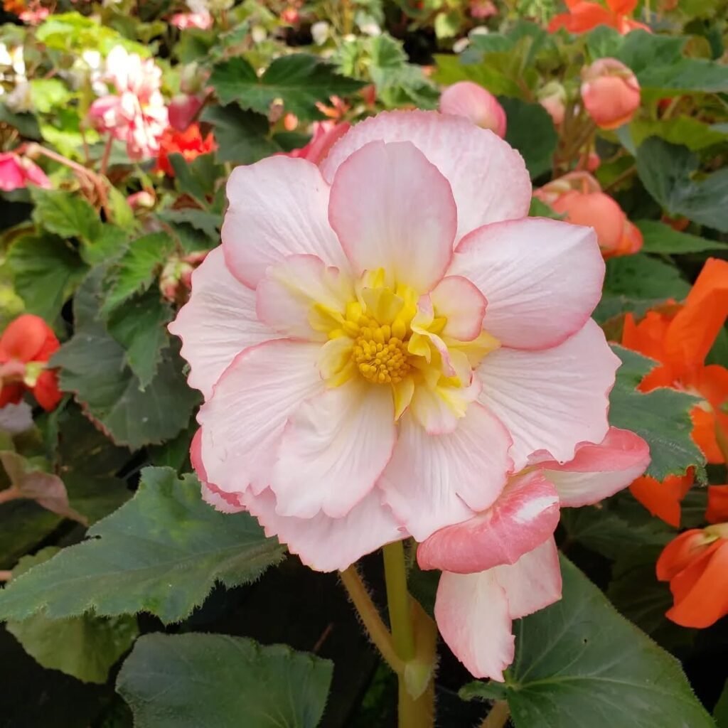 Tuberous Begonias