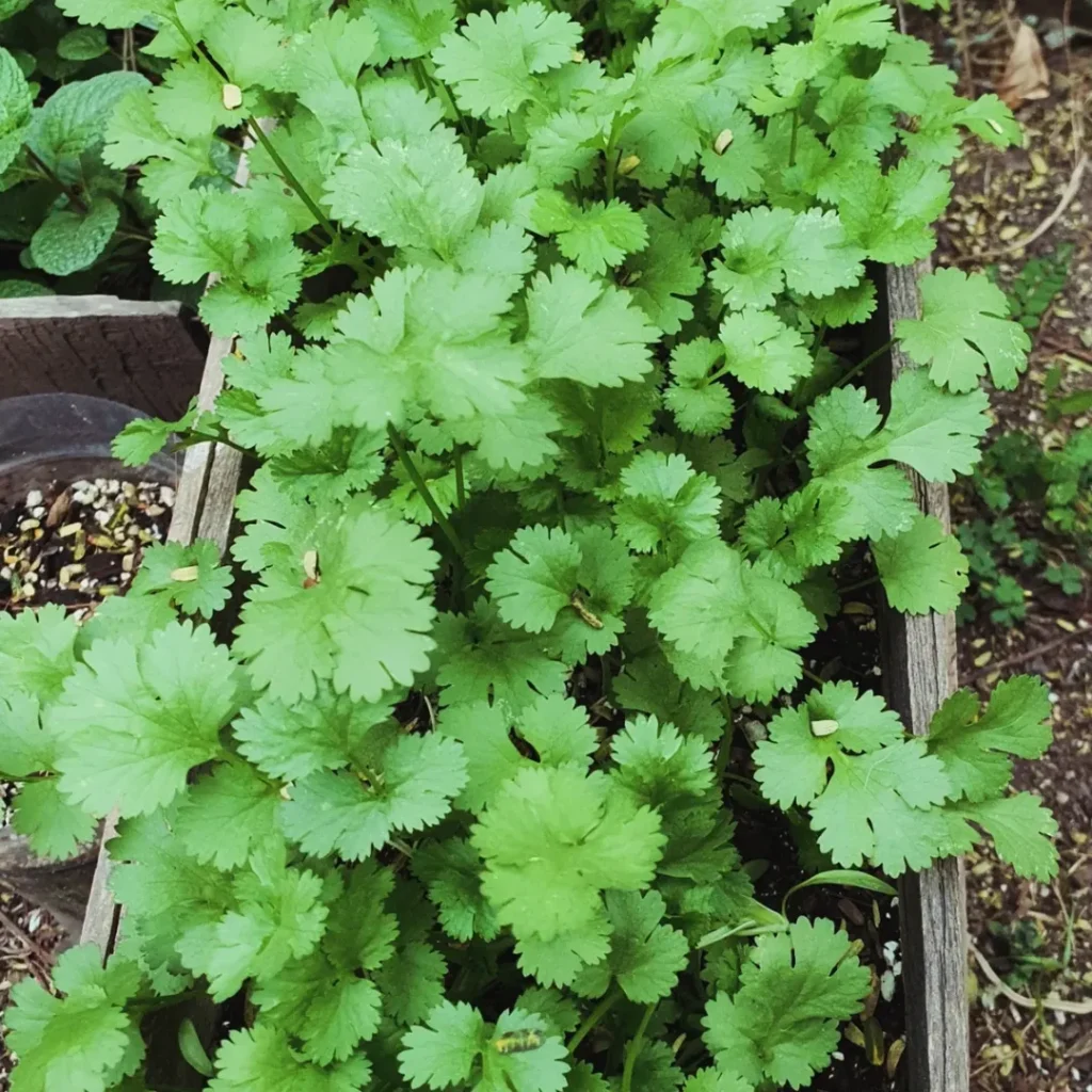 9. Cilantro