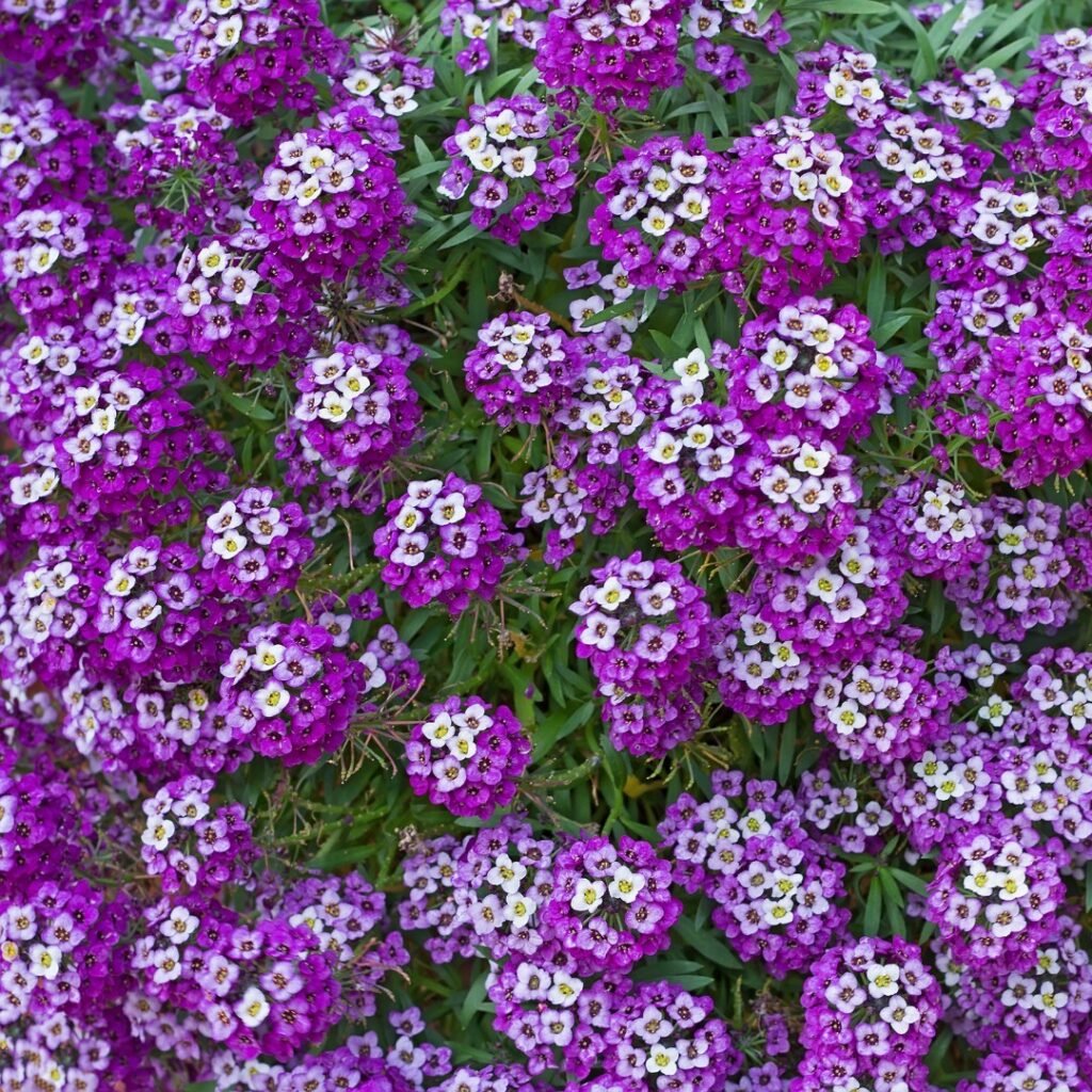 Alyssum Fragrant Carpet Mix - Perfect for Small Spaces! Looking to add a touch of charm to your small space garden Alyssum Fragrant Carpet Mix is the answer!