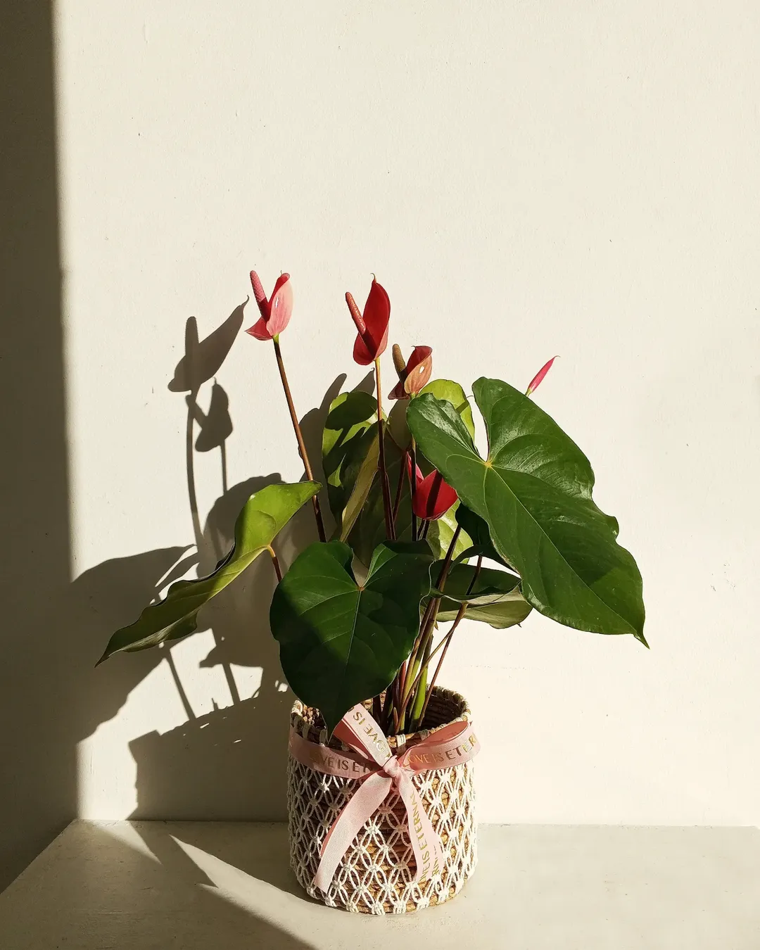 Anthurium flower