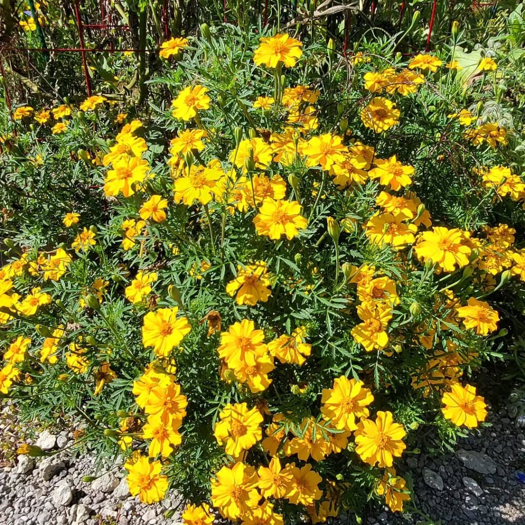 Dwarf marigolds