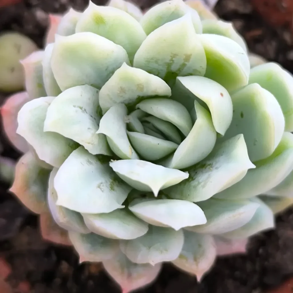 Echeveria Elegans 'Raspberry Ice'