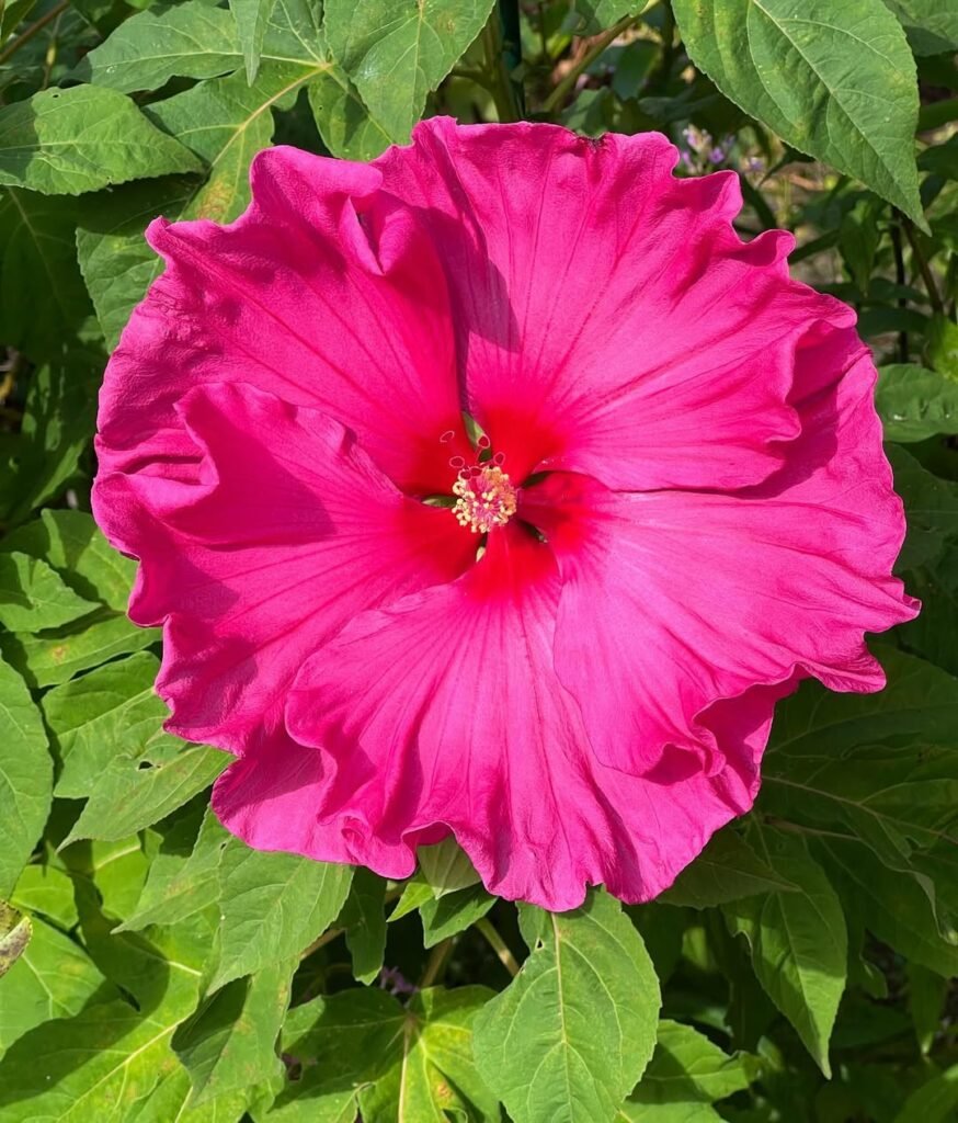 Hibiscus moscheutos