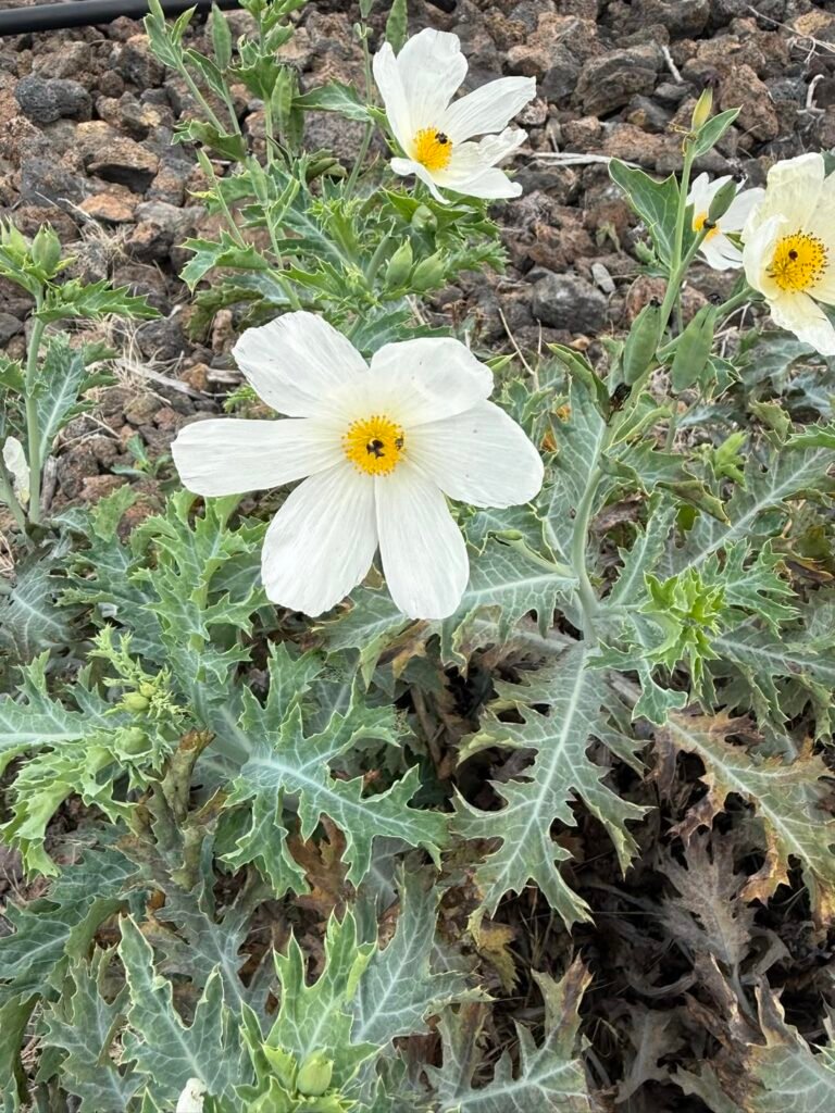 Learning new things at the forest reserve. Pua kala is the Hawaiian poppy, is a thorny, flowering plant native to Hawaii.