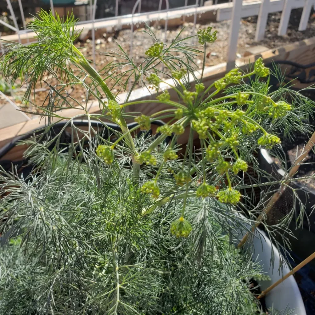 Dill