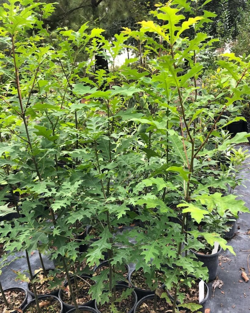 Nuttall Oak (Quercus texana)