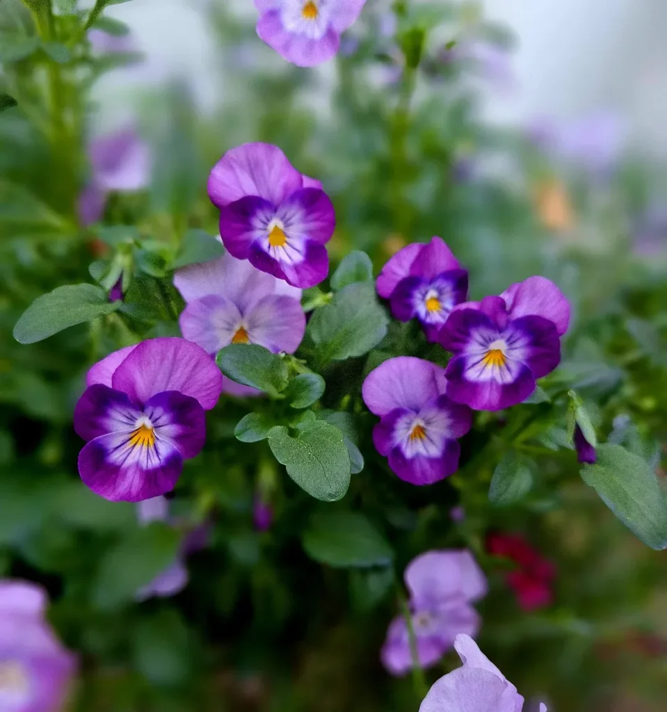 Pansy