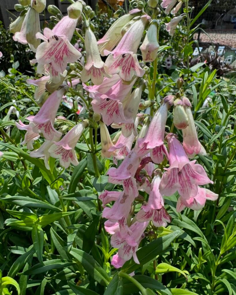 Perennial Penstemon Alice arrived instore this week. A taller perennial to add some height in a mixed border. Growing in a mostly sunny spot, Penstemon flower for months on end
