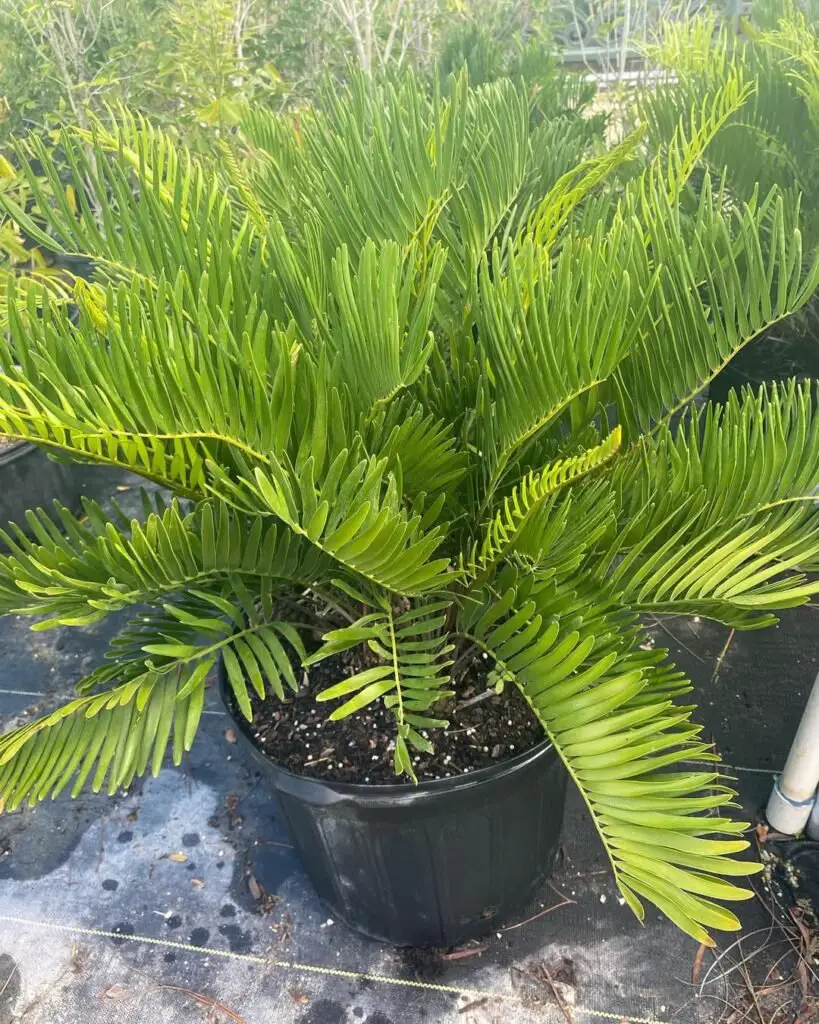 Coontie