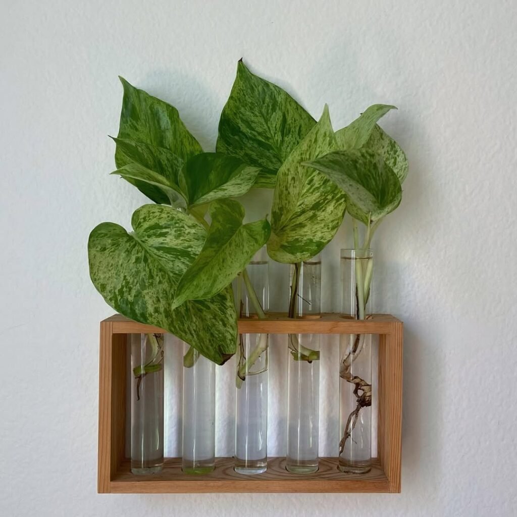 Pothos cuttings