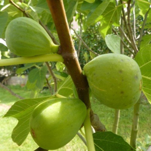 San Pedro Figs