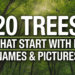 Create a Pinterest pin image for the article "20 Trees That Start With N". Use a vertical layout with bold, high-contrast text as the main focus. Show a mix of trees with lush green canopies and sunlight filtering through leaves, giving a natural and bright background. Add stylish text overlays: “20 Trees That Start With N” (main, large, bold) “Names & Pictures” (subtext) Use white or yellow text over a slightly blurred green forest background to make it pop. Keep the design clean, modern, and easy to read, ideal for Pinterest gardening audiences.