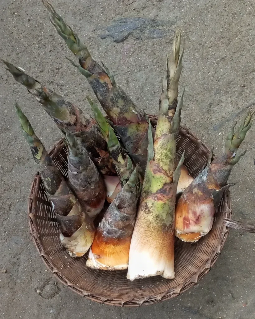 Bamboo Shoots - Vegetables That Start With B