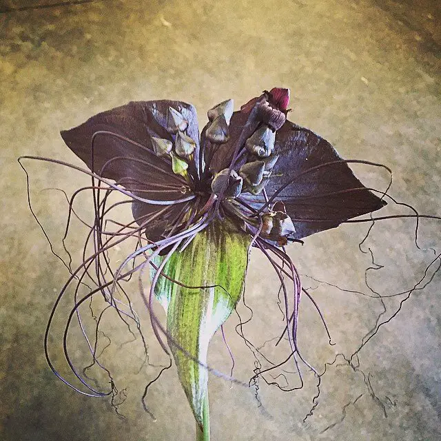 Bat Orchids