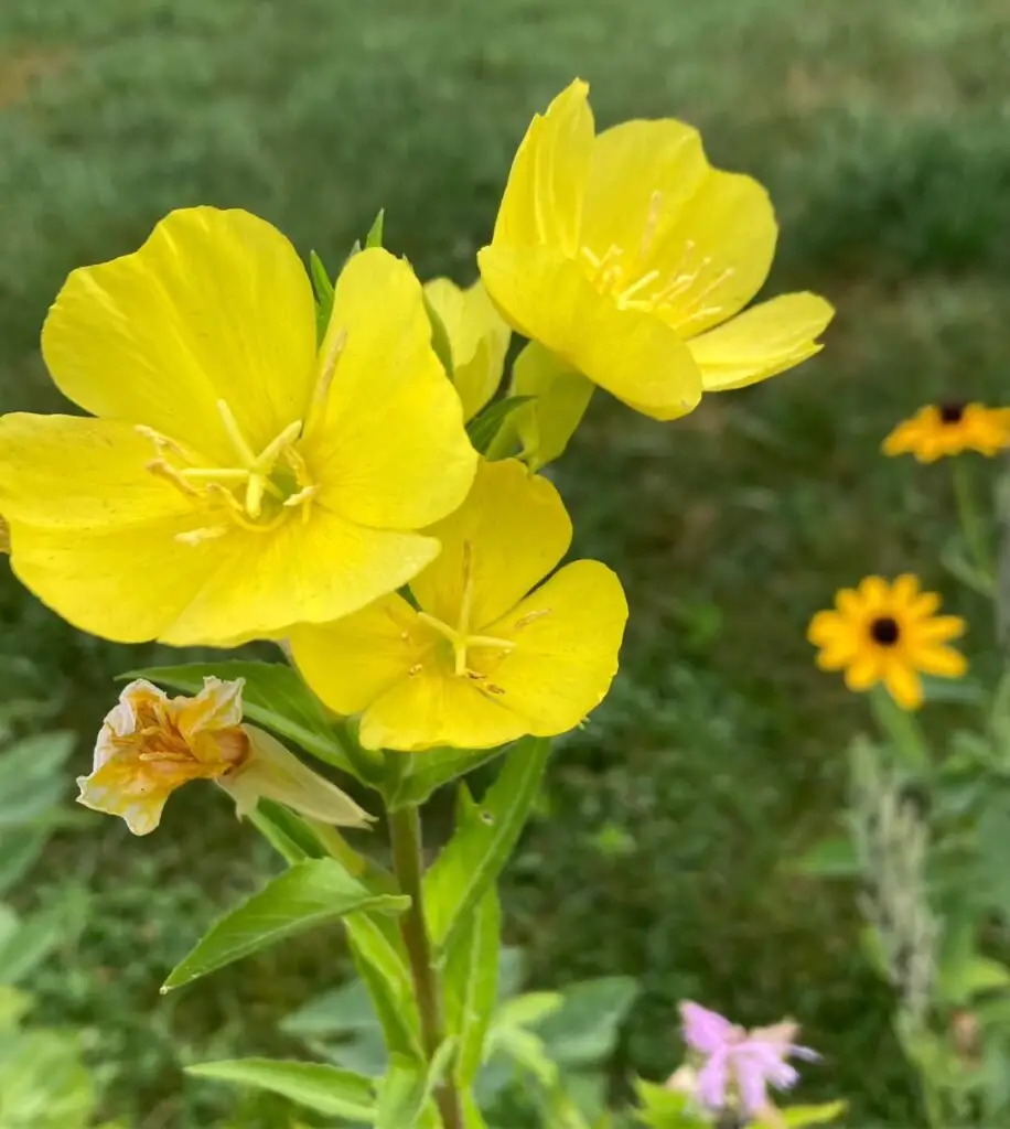 4 Petaled Flowers: Types, Care Tips, and Benefits for Your Garden 4 Common Evening Primrose (Oenothera biennis) 4 petaled flowers