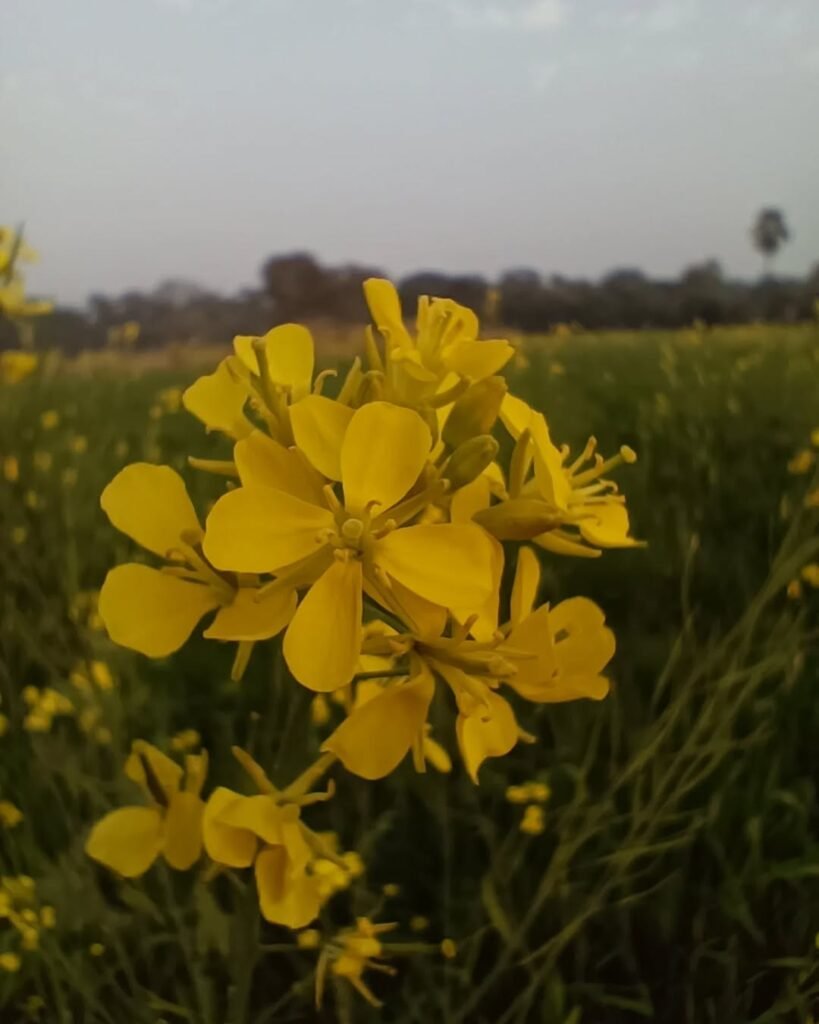 4 Petaled Flowers: Types, Care Tips, and Benefits for Your Garden 7 Mustard Flowers (Brassica spp.) 4 petaled flowers