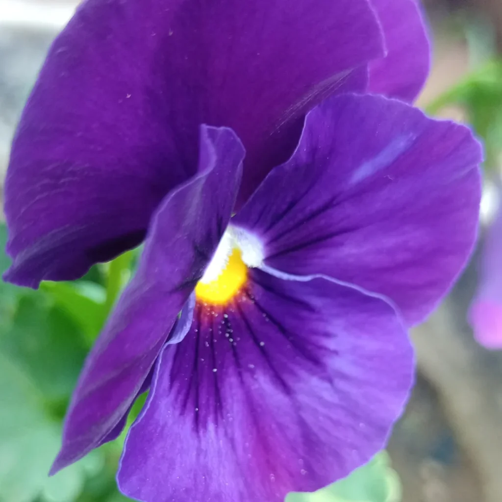 Pansy💜💛🤍 (Viola tricolor var. hortensis)...... ........#pansy #pansyflower #violaceae #violateflower#flowerphotography #flowerlovers #flowers #flower #Violatricolorvarhortensis