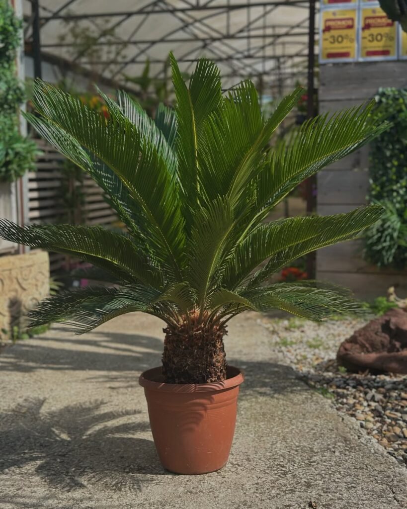 Sago Palm (Cycas revoluta)