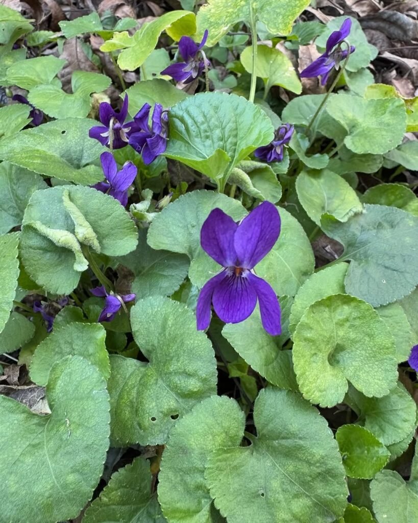 4 Petaled Flowers: Types, Care Tips, and Benefits for Your Garden 6 Violet (Viola odorata) 4 petaled flowers