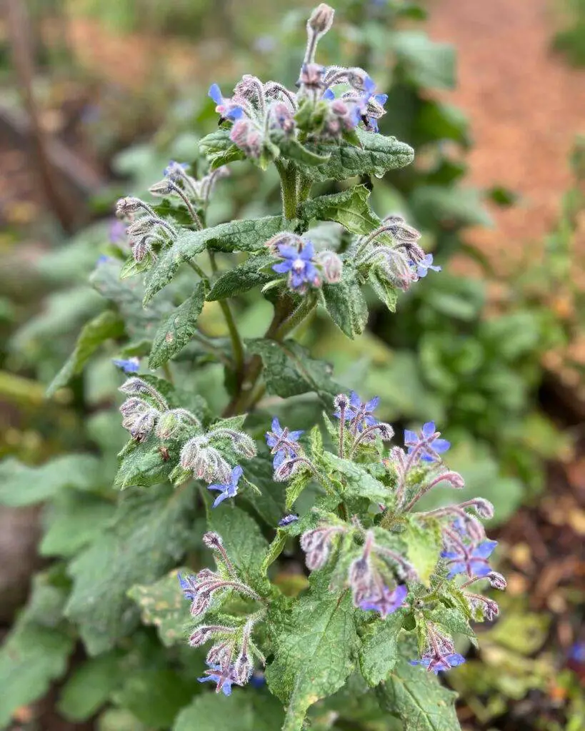 Winter borage blooms #hawkcreekfarm #earlychildhoodgarden #borage #winter #meettheplants Vegetables That Start With B