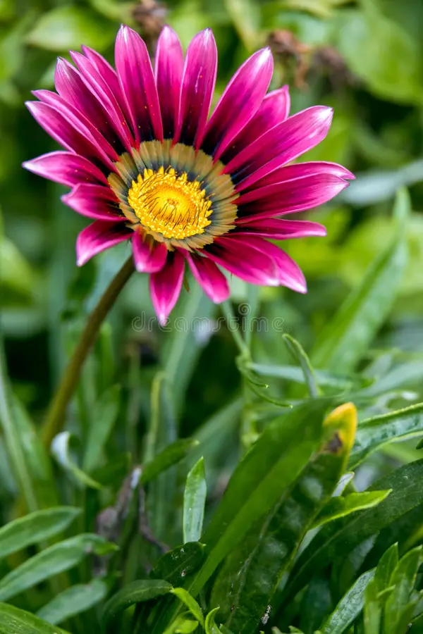 Gazanias