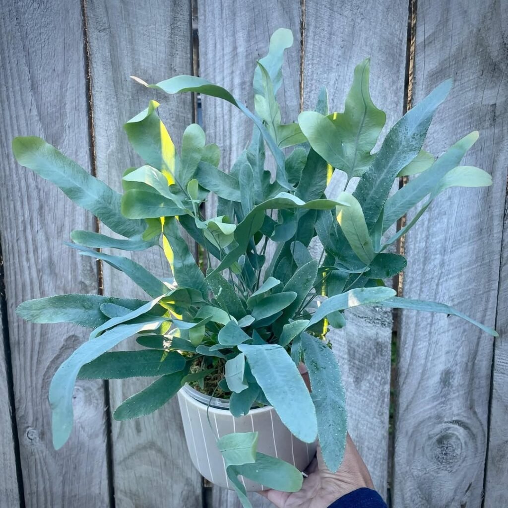 •Phlebodium aureum 'Blue Star' - Blue Star Fern•