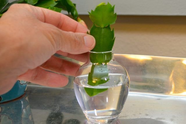 10 Houseplants You Can Easily Propagate from Cuttings 11 Christmas Cactus Propagate from cuttings