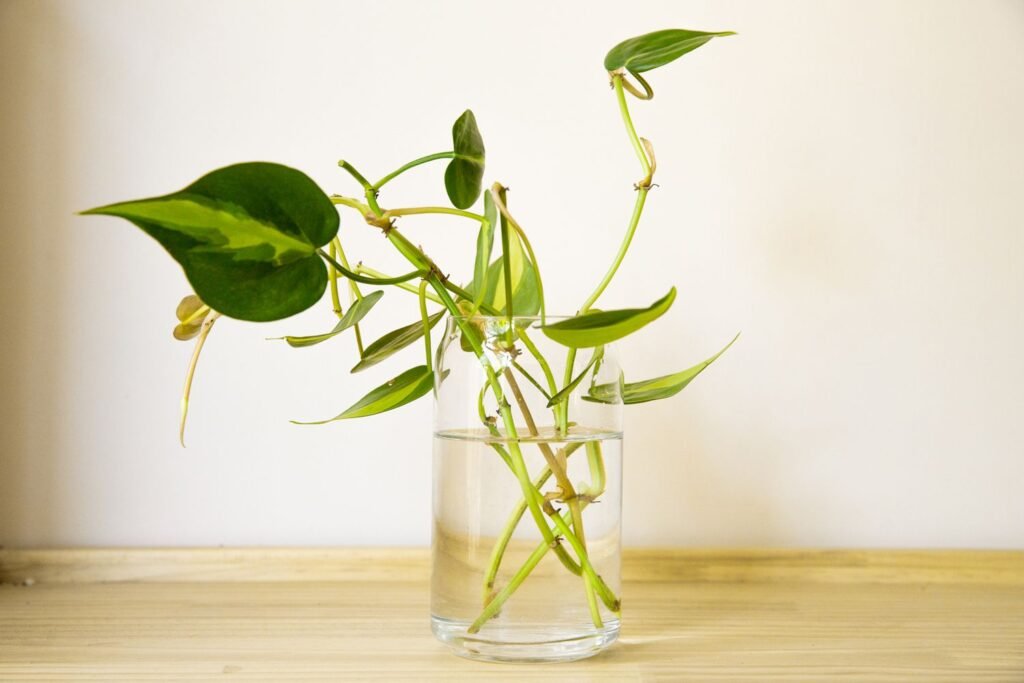 10 Houseplants You Can Easily Propagate from Cuttings 6 Heartleaf Philodendron Plant Propagate from cuttings