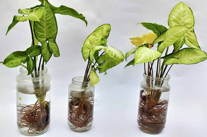 10 Houseplants You Can Easily Propagate from Cuttings 12 Arrowhead Plant Propagate from cuttings