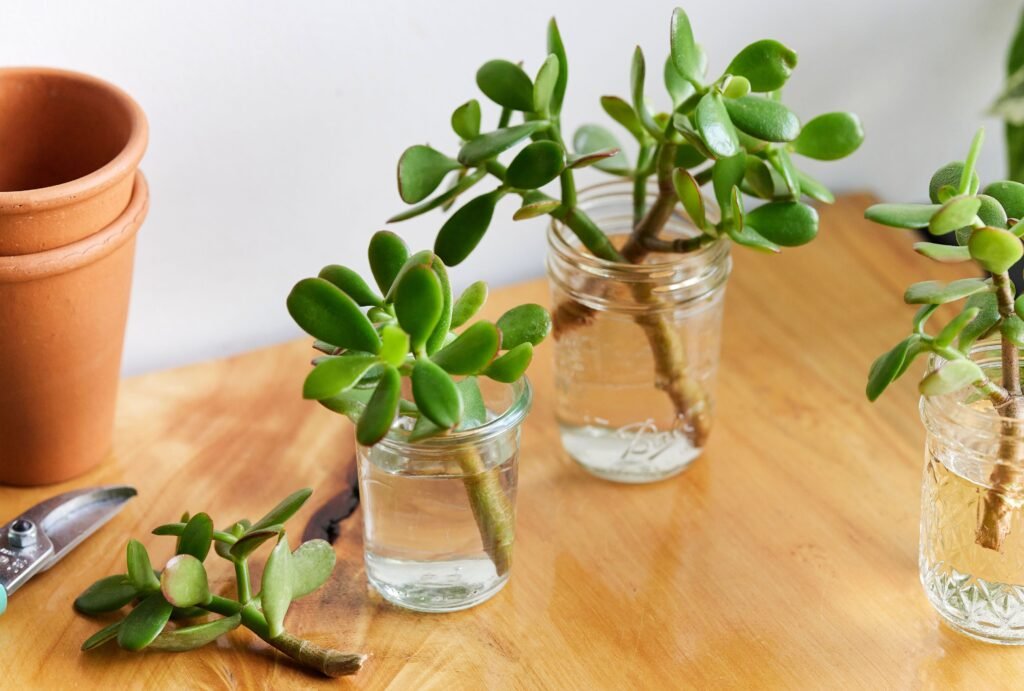 10 Houseplants You Can Easily Propagate from Cuttings 7 Jade Plant (Crassula ovata) Propagate from cuttings
