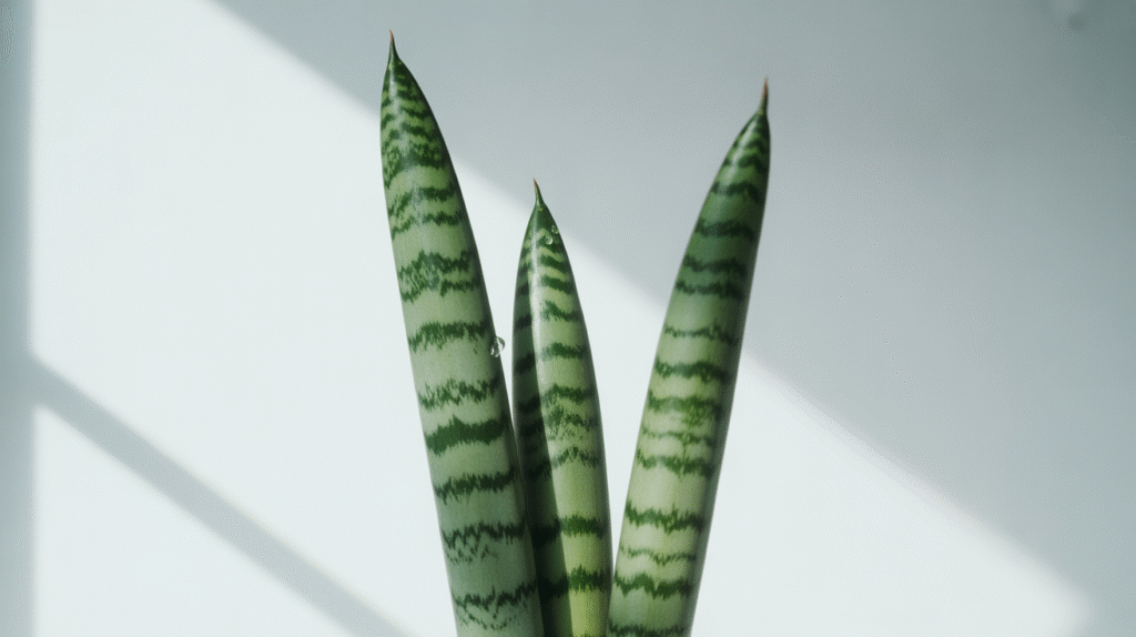 Sansevieria Cylindrica (African Spear)