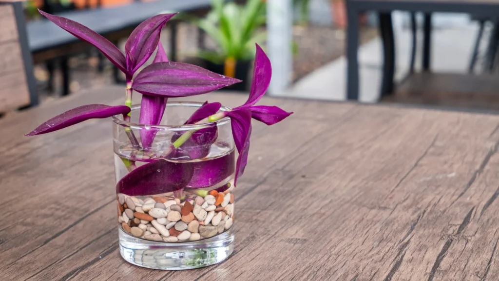 10 Houseplants You Can Easily Propagate from Cuttings 9 Wandering Jew Propagate from cuttings