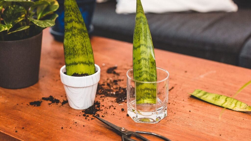 10 Houseplants You Can Easily Propagate from Cuttings 5 Snake Plant Propagate from cuttings